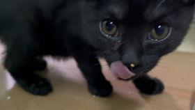 在线观看黑猫,暗夜之谜，在线观看揭示的惊悚悬疑之旅